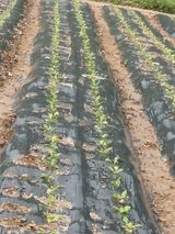 팜모닝 배추·품종•종자 게시글 이미지