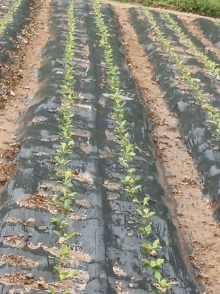 해촌(서정술)님의 배추 · 품종•종자 작성글 사진