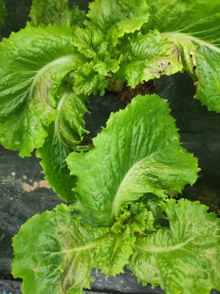 농민님의 상추 · 병해충상담 작성글 사진