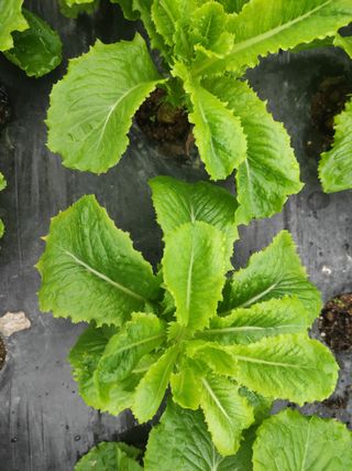 농민님의 상추 · 병해충상담 작성글 사진