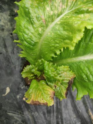 농민님의 상추 · 병해충상담 작성글 사진