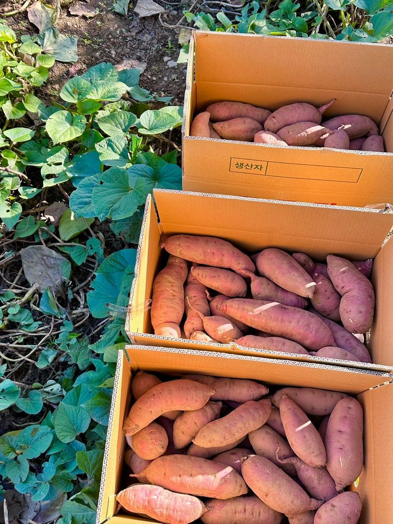 조순귀창원성산구사파님의 장터 판매 상품 [맛있는 꿀밤고구마 10kg ] 첨부 사진