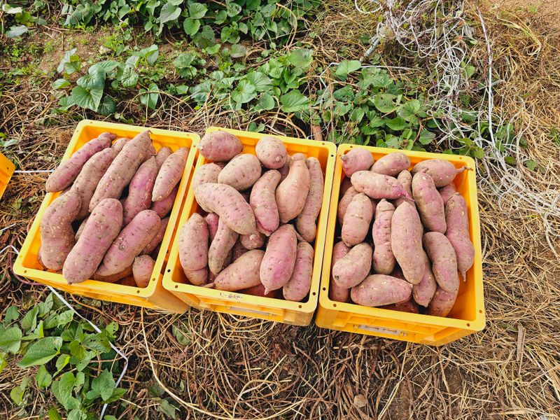 조순귀창원성산구사파님의 장터 판매 상품 [맛있는 꿀밤고구마 10kg ] 첨부 사진