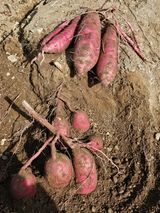 팜모닝 · 게시글 이미지