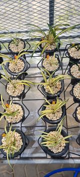 팜모닝 양파·자유게시판 게시글 이미지