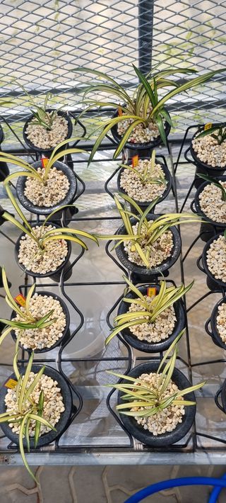 초연동행님의 양파 · 자유게시판 작성글 사진