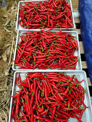 신도용님의 마늘 · 일상 작성글 사진