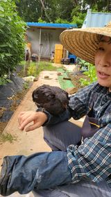 팜모닝 두릅·일상 게시글 이미지