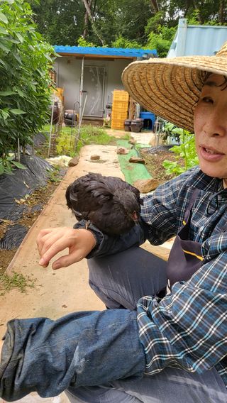 대운이네농원님의 두릅 · 일상 작성글 사진