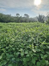 팜모닝 윷놀이 끝! 어떠셨나요?·참여글 게시글 이미지