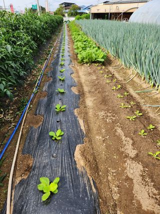 김시내 님의 배추 · 파종•정식 작성글 사진