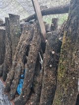 팜모닝 버섯·영농일지 게시글 이미지