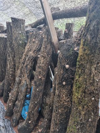 장기준님의 버섯 · 영농일지 작성글 사진