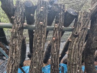 장기준님의 버섯 · 영농일지 작성글 사진