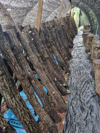 장기준님의 버섯 · 영농일지 작성글 사진