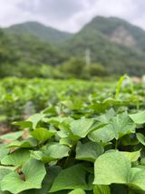 팜모닝 고구마·자유게시판 게시글 이미지