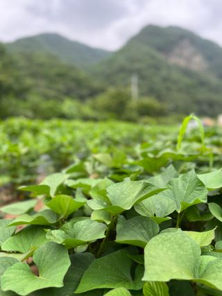 홍키통키님의 고구마 · 자유게시판 작성글 사진