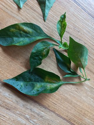 이선임님의 고추 · 병해충상담 작성글 사진