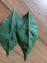 팜모닝 고추·병해충상담 게시글 이미지