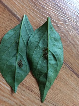 이선임님의 고추 · 병해충상담 작성글 사진