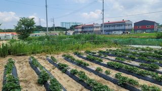 배기만님의 윷놀이 끝! 어떠셨나요? · 참여글 작성글 사진