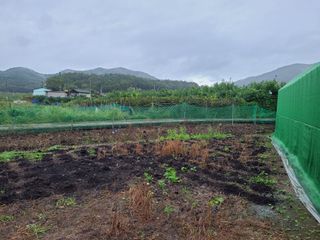 김봉학님의 마늘 · 영농일지 작성글 사진