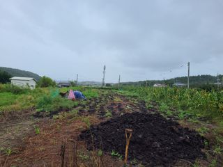 김봉학님의 마늘 · 영농일지 작성글 사진