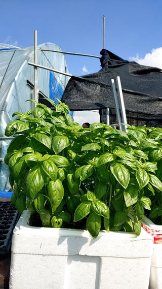 이광용님의 윷놀이 끝! 어떠셨나요? · 참여글 작성글 사진