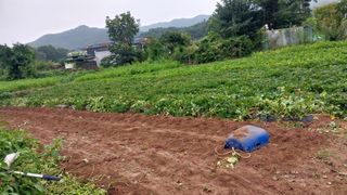 요한님의 고구마 · 자유게시판 작성글 사진