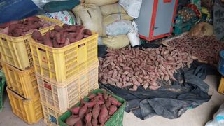 요한님의 고구마 · 자유게시판 작성글 사진