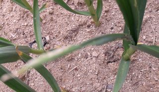 omany님의 마늘 · 병해충상담 작성글 사진