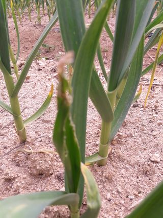 omany님의 마늘 · 병해충상담 작성글 사진