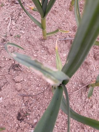 omany님의 마늘 · 병해충상담 작성글 사진