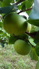 팜모닝 감·자유게시판 게시글 이미지