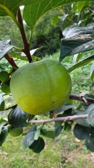 강남진님의 감 · 자유게시판 작성글 사진