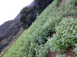 조동원님의 자유주제 · 자유게시판 작성글 사진