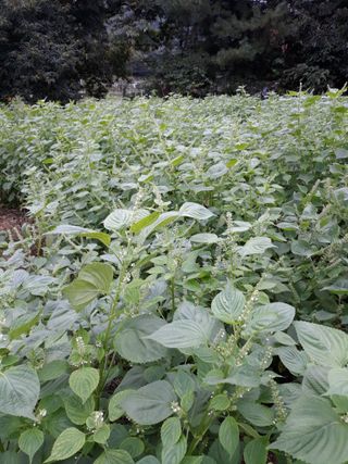 조동원님의 자유주제 · 자유게시판 작성글 사진