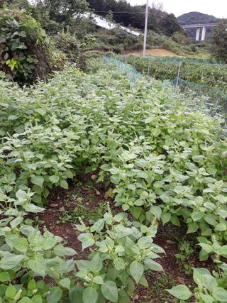 조동원님의 자유주제 · 자유게시판 작성글 사진