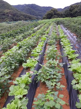 조동원님의 자유주제 · 자유게시판 작성글 사진