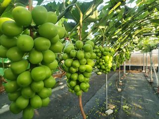 이나영님의 딸기 · 일상 작성글 사진