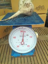 팜모닝 감자·자유게시판 게시글 이미지