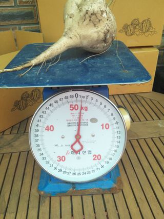 유석범님의 감자 · 자유게시판 작성글 사진