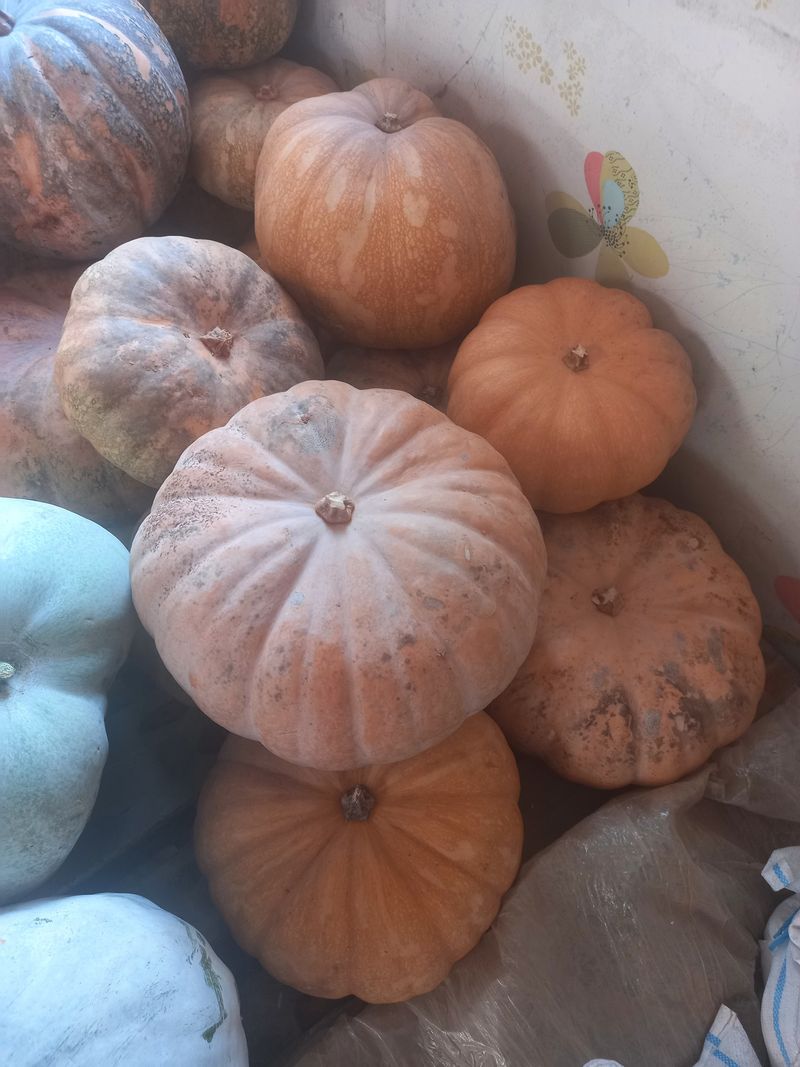 장터 상품 [동과 늙은맷돌호박] 썸네일