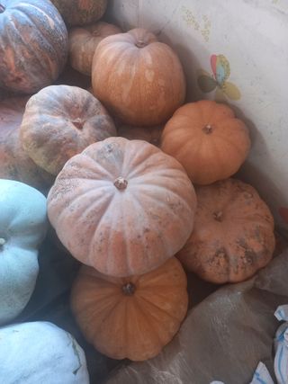 당진수농원박선이님의 작성글 사진