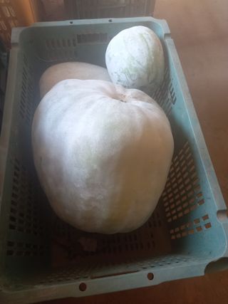 당진수농원박선이님의 작성글 사진