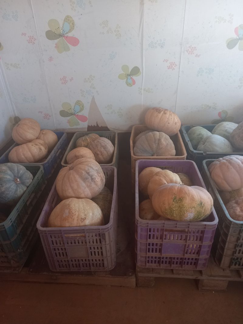 당진수농원박선이님의 장터 판매 상품 [동과 늙은맷돌호박] 첨부 사진
