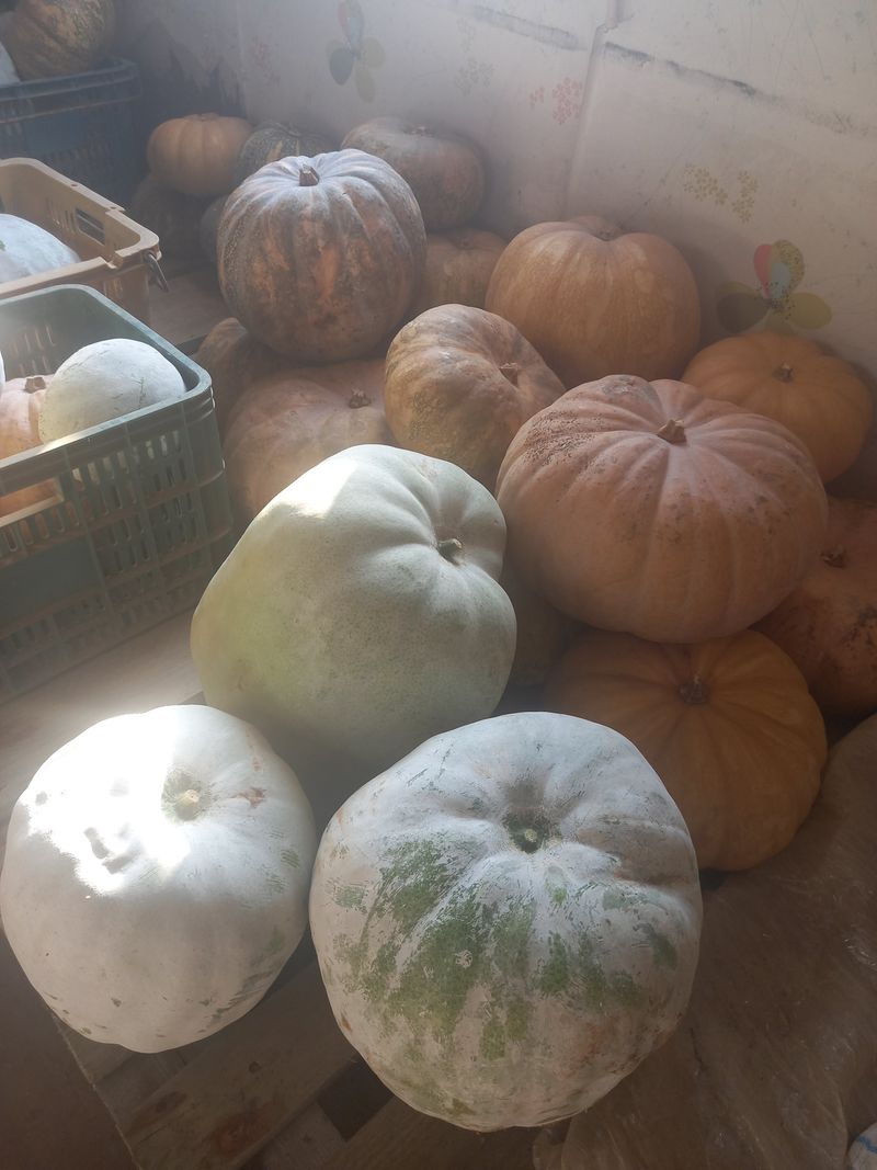 당진수농원박선이님의 장터 판매 상품 [동과 늙은맷돌호박] 첨부 사진