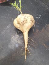 팜모닝 · 게시글 이미지