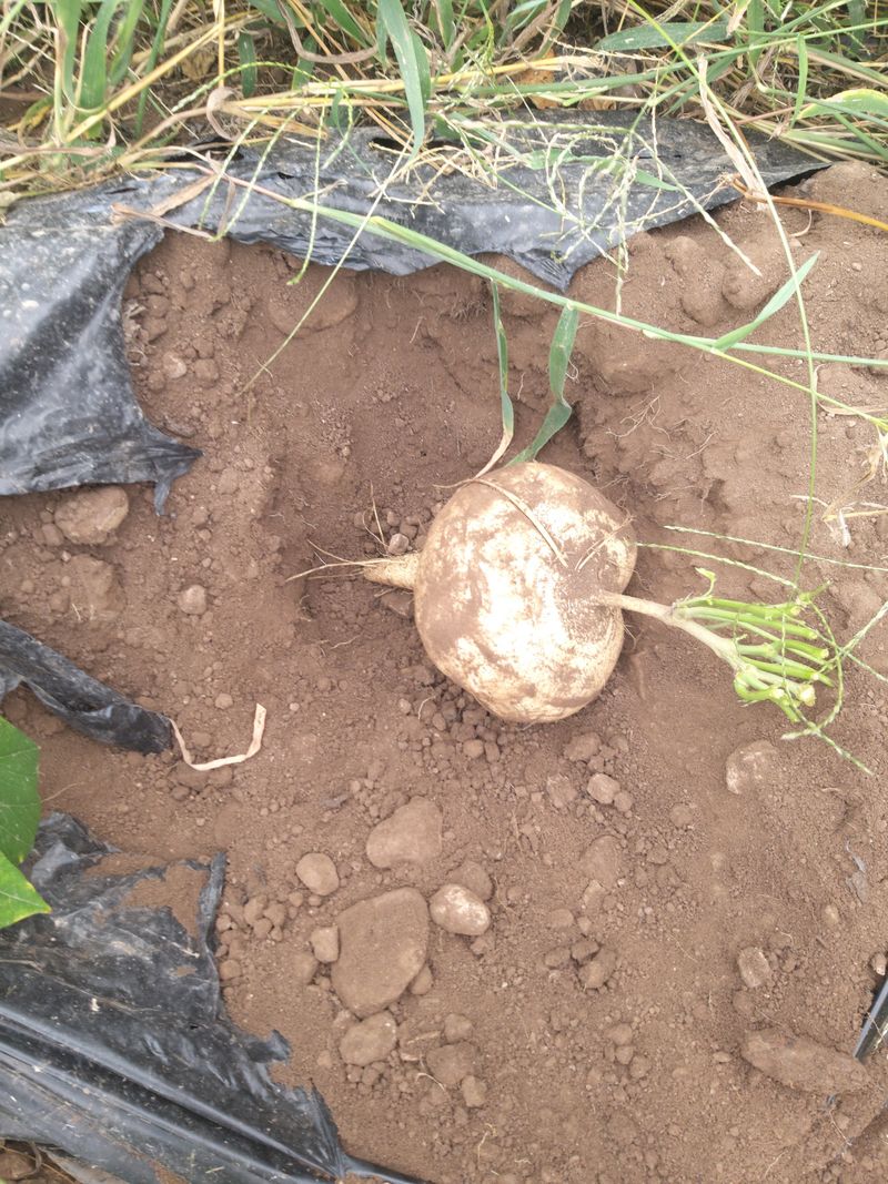 유석범님의 장터 판매 상품 [히카마(얌빈)10kg] 첨부 사진