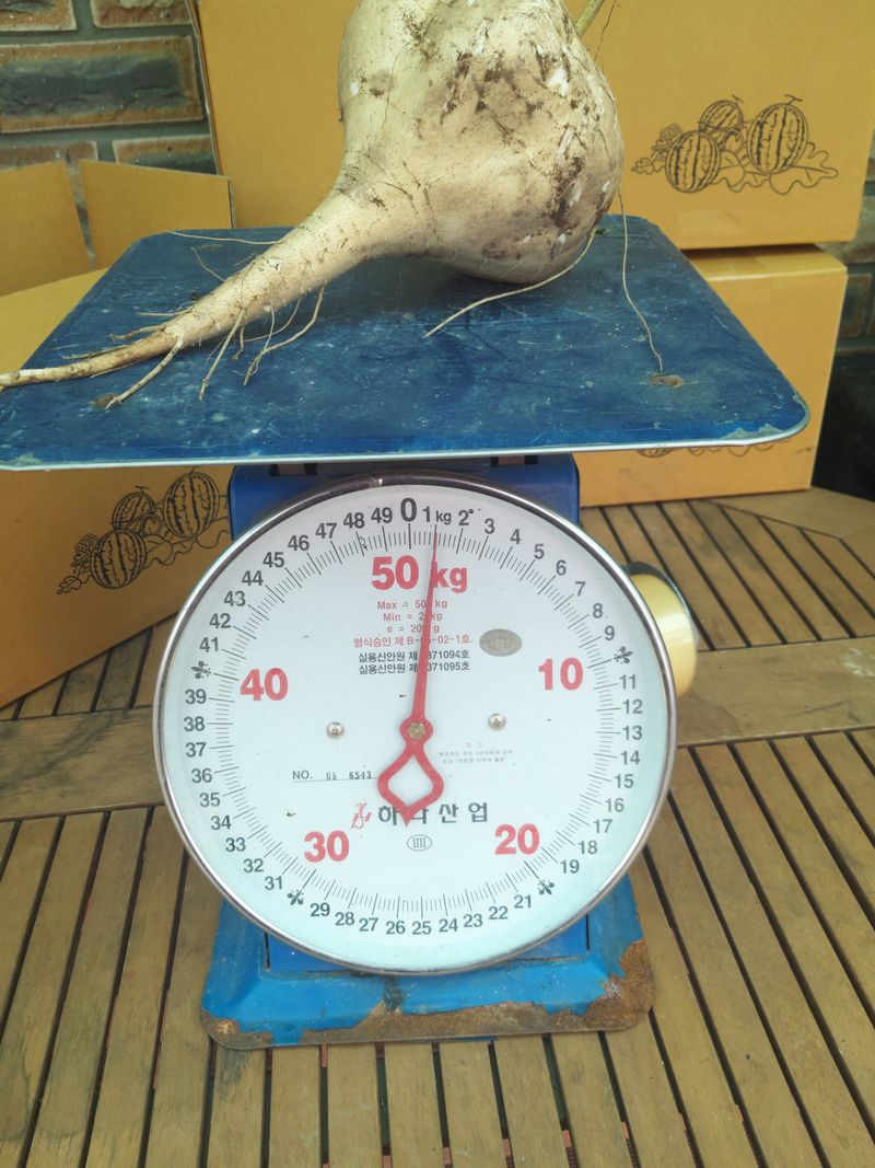 유석범님의 장터 판매 상품 [히카마(얌빈)10kg] 첨부 사진